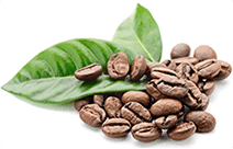 Cafeína potencia el efecto antiinflamatorio Cafeína - activa los ingredientes de Artimovi para mayor efectividad